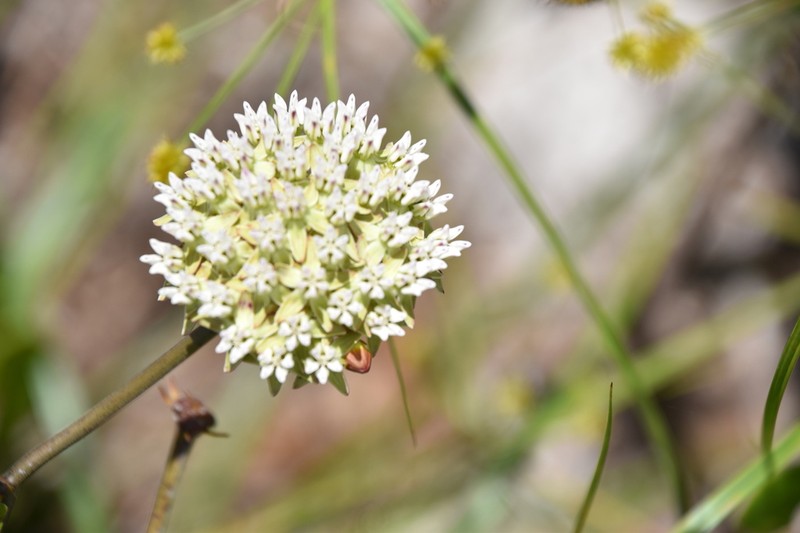 Curtiss' Milkweed photo 7