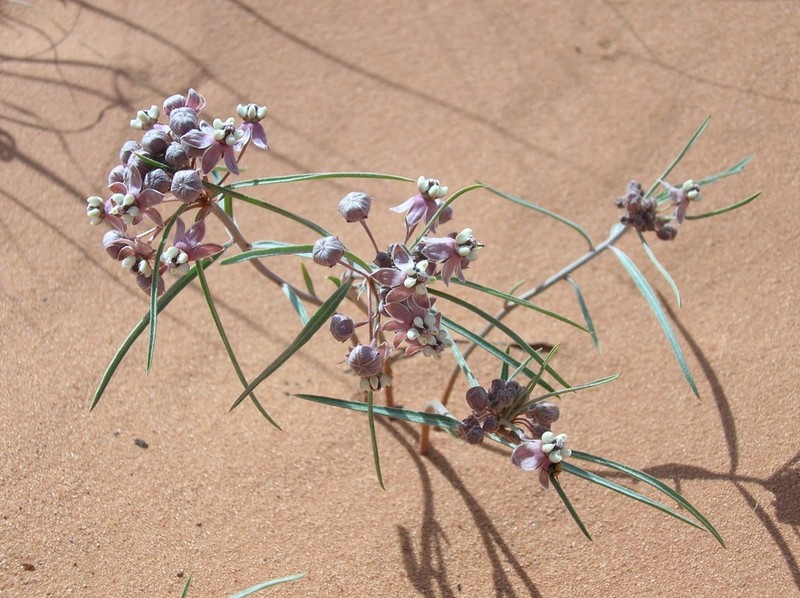 Cutler's Milkweed