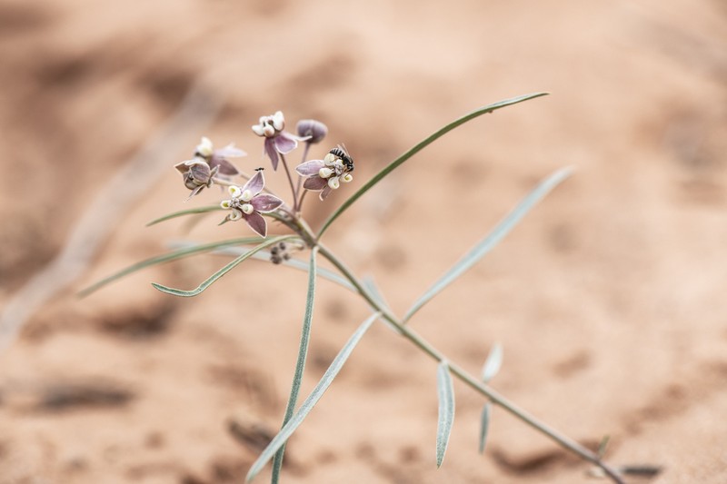 Cutler's Milkweed photo 2