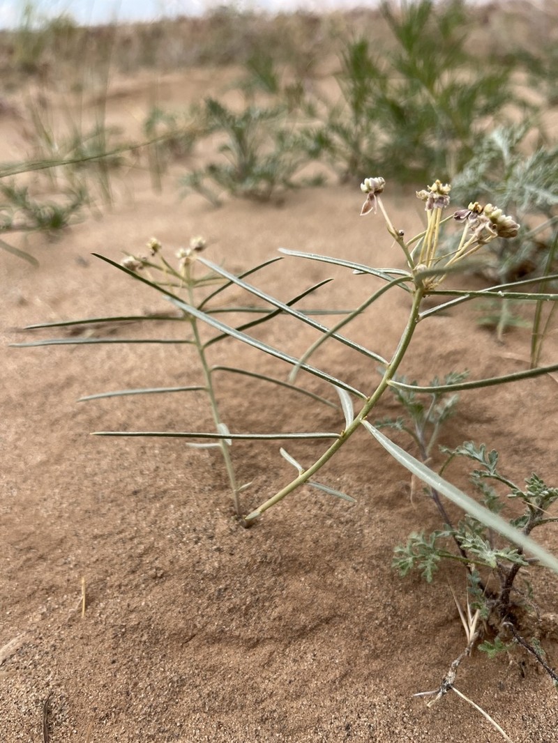 Cutler's Milkweed photo 5