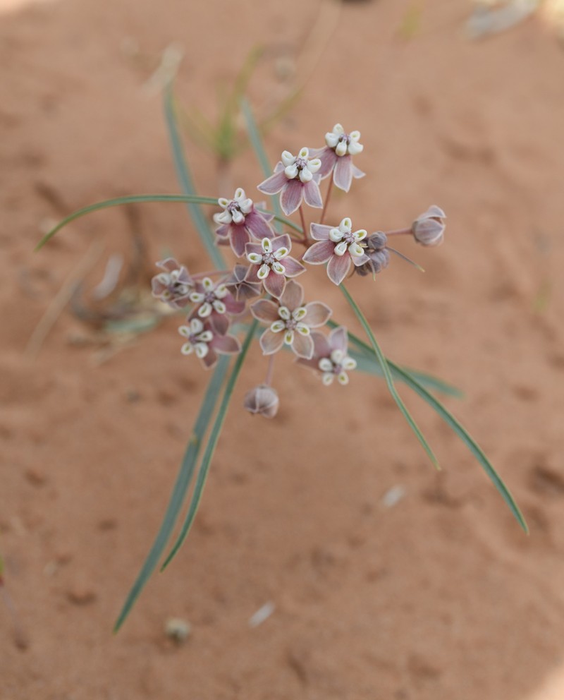 Cutler's Milkweed photo 6