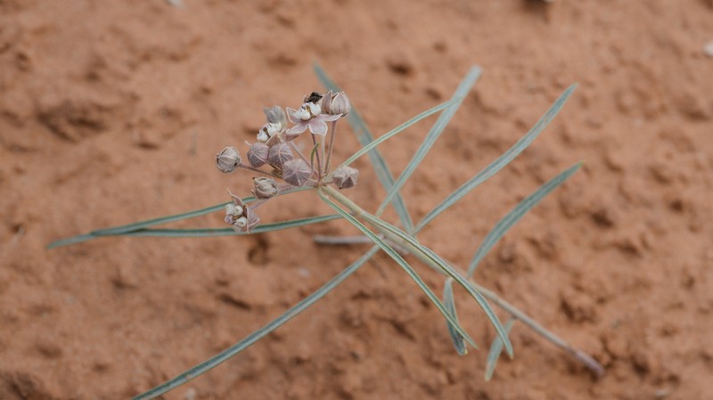 Cutler's Milkweed photo 7