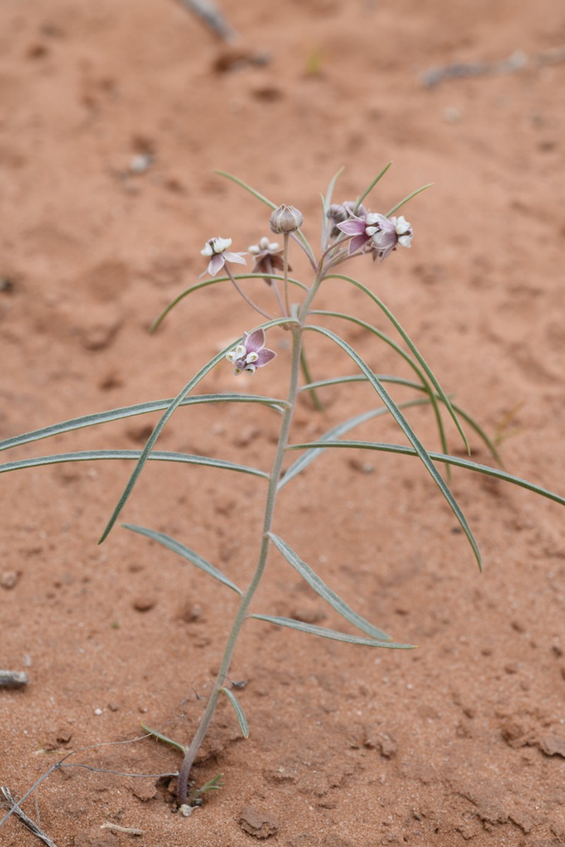 Cutler's Milkweed photo 8