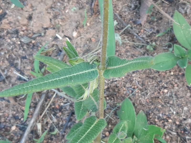 Asclepias densiflora
