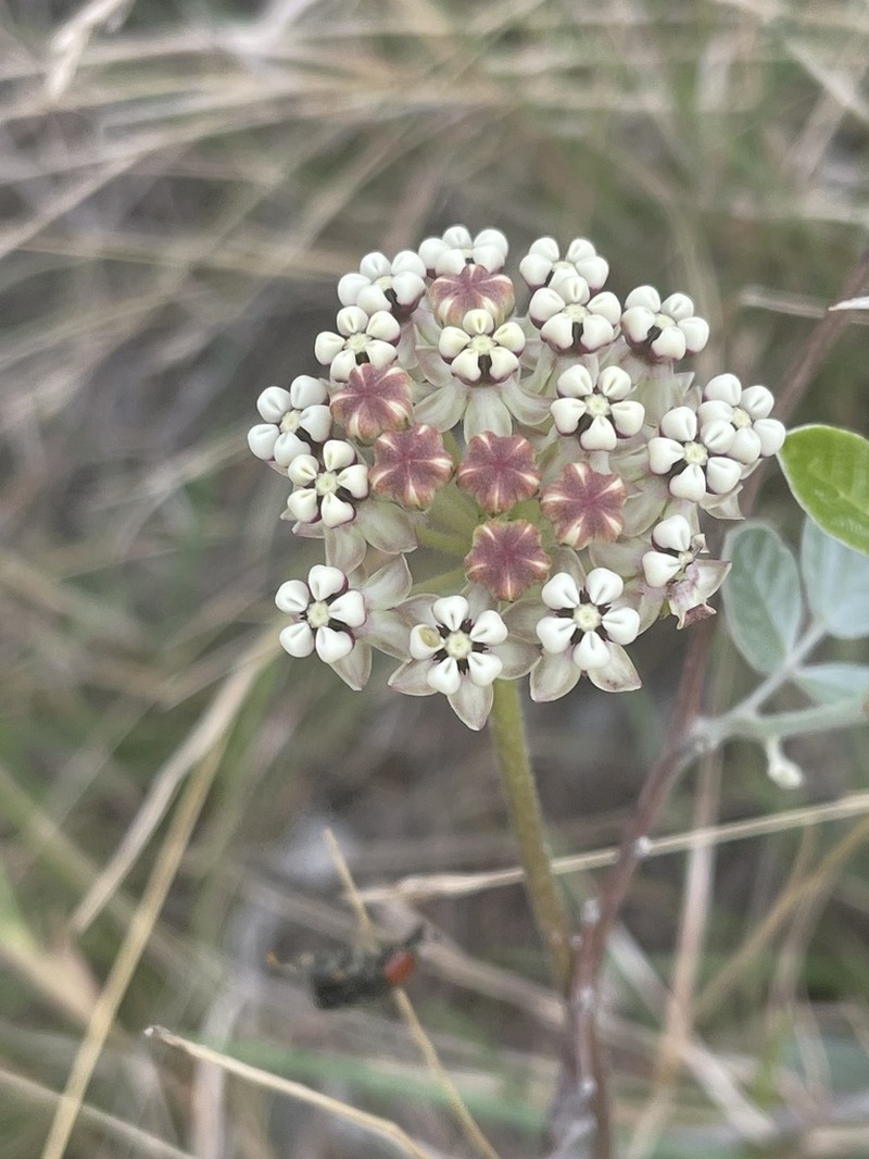 Asclepias densiflora photo 2