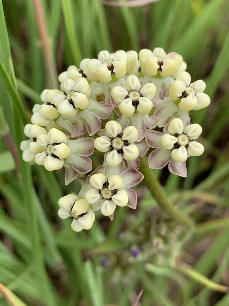 Asclepias densiflora photo 3
