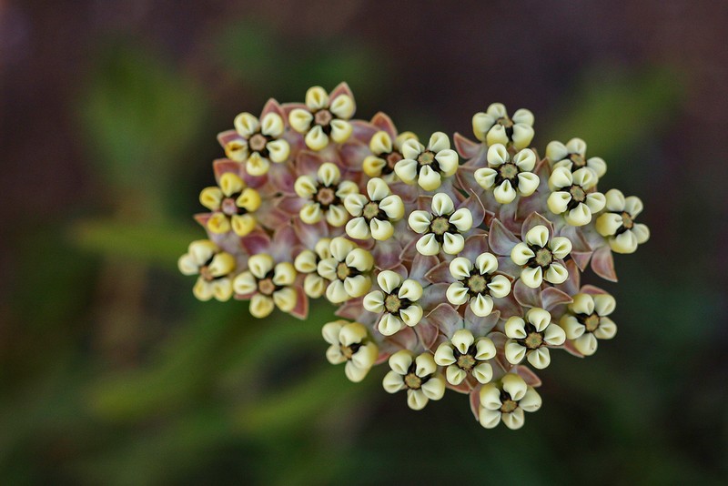 Asclepias densiflora photo 4