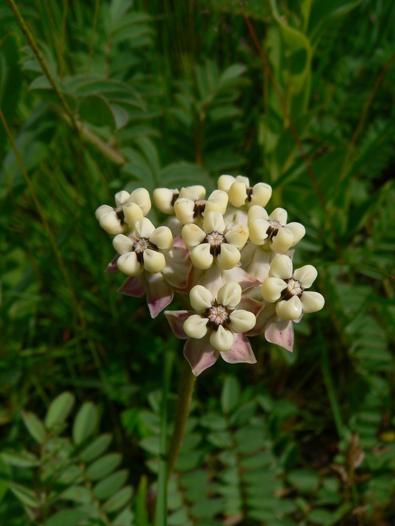 Asclepias densiflora photo 5