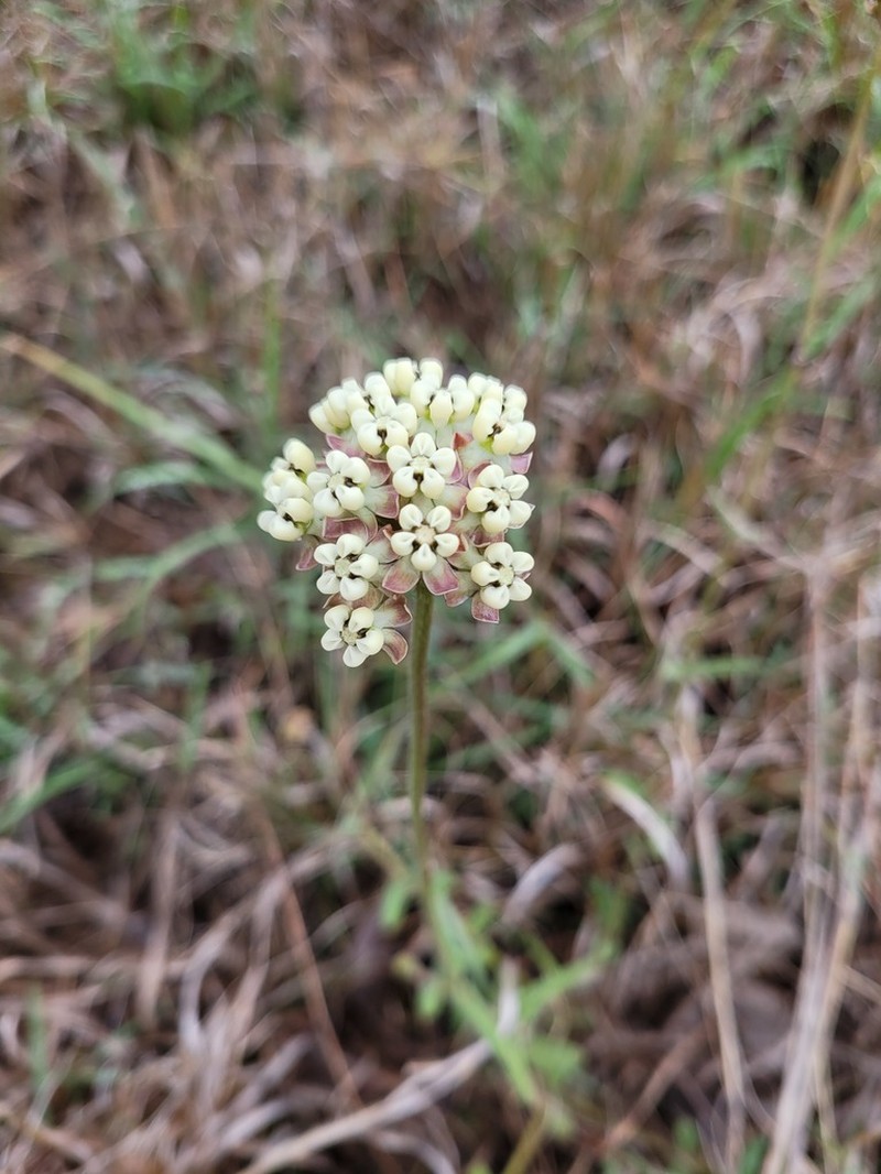 Asclepias densiflora photo 6