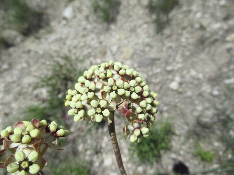 Asclepias densiflora photo 7