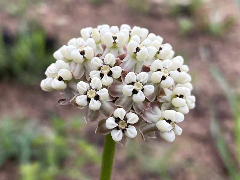 Asclepias densiflora photo 8