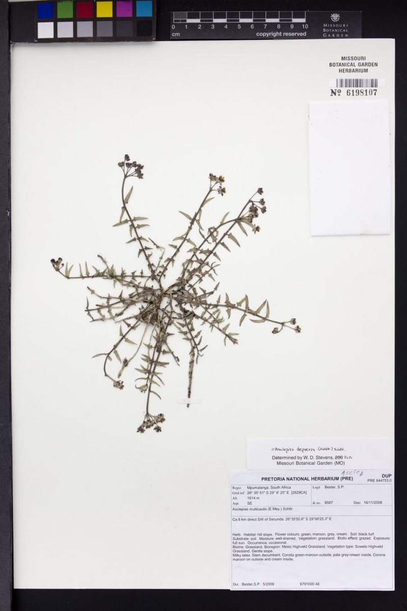 Asclepias depressa