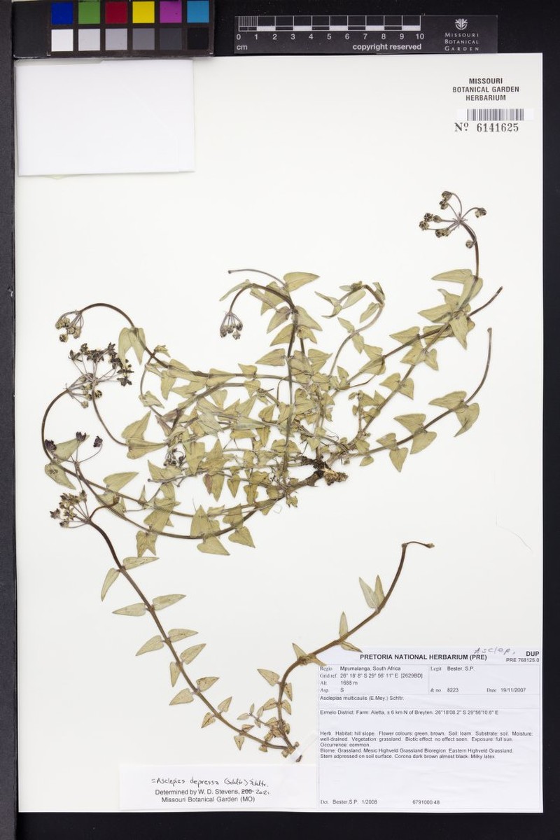 Asclepias depressa photo 3