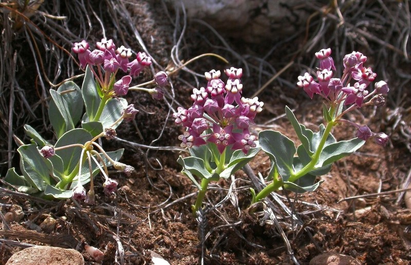 Asclepias eastwoodiana photo 2