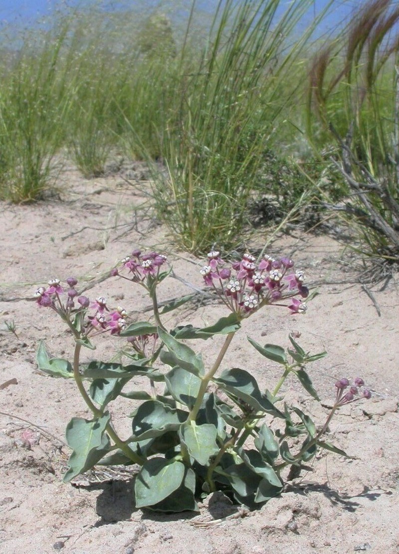 Asclepias eastwoodiana photo 3
