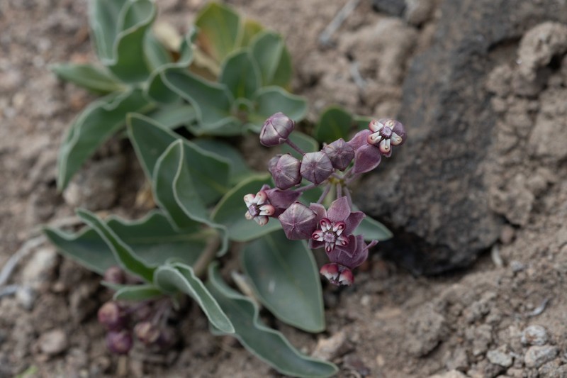 Asclepias eastwoodiana photo 4