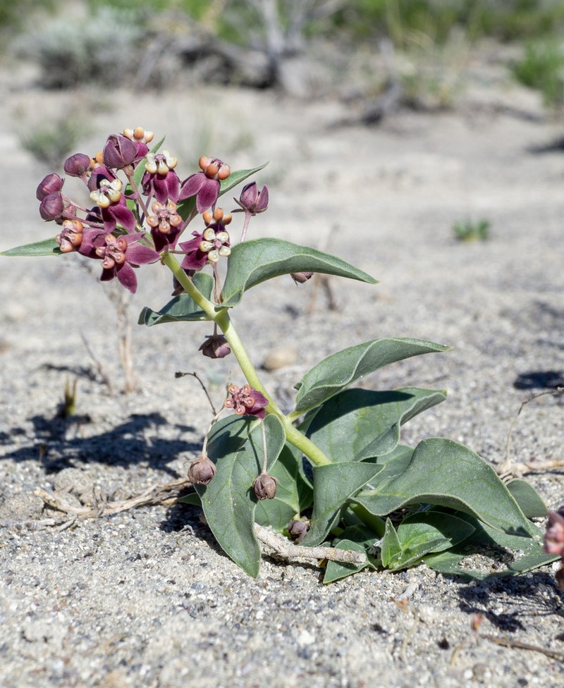 Asclepias eastwoodiana photo 5