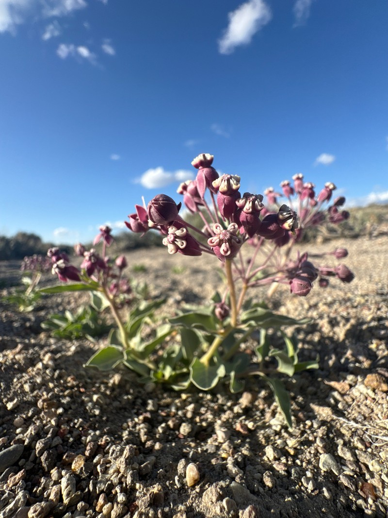Asclepias eastwoodiana photo 6
