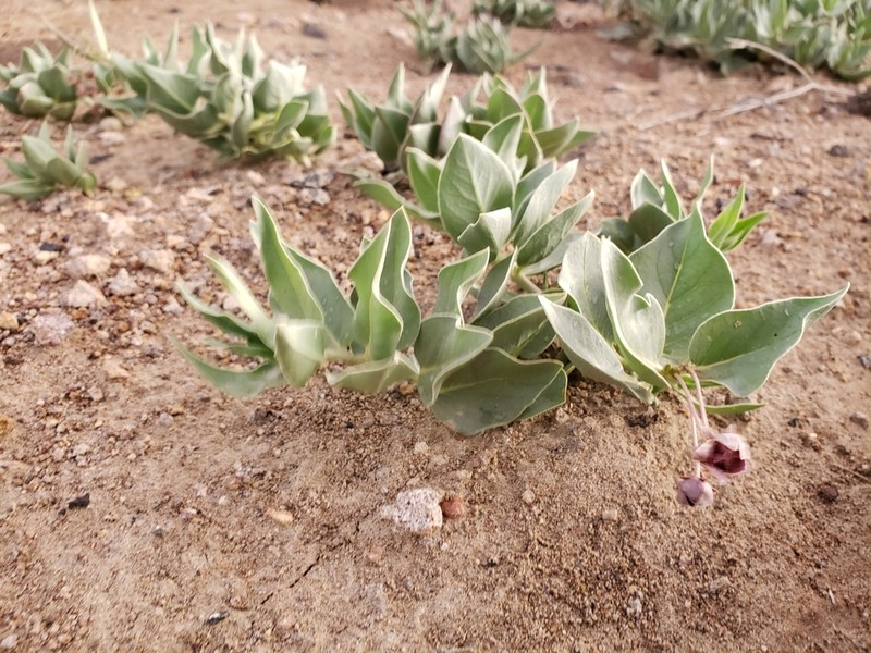 Asclepias eastwoodiana photo 7
