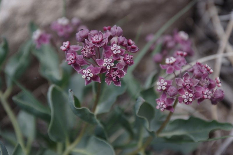 Asclepias eastwoodiana photo 8