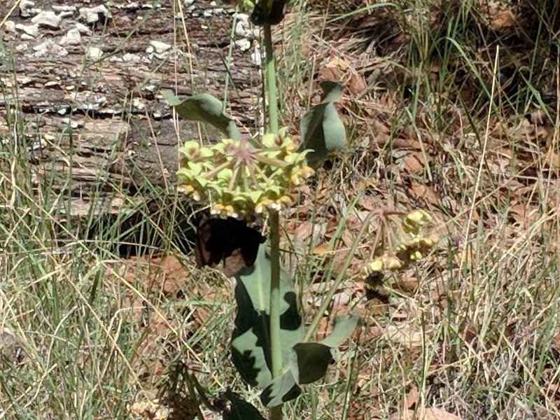 Asclepias elata