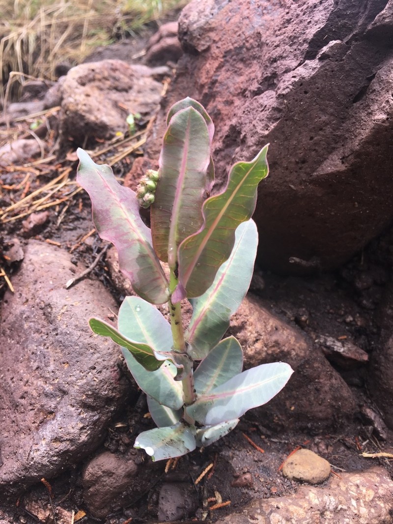 Asclepias elata photo 2