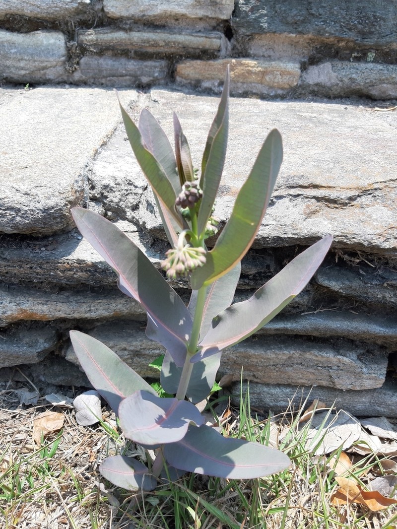 Asclepias elata photo 3