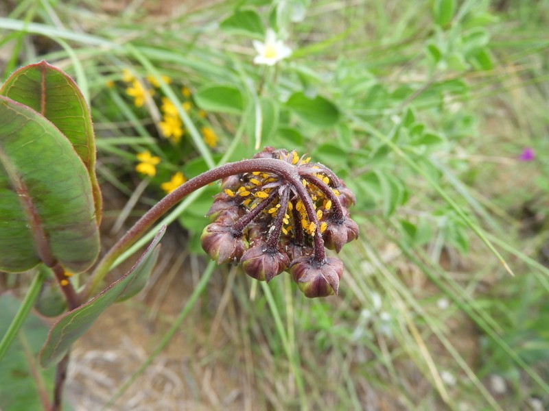 Asclepias elata photo 4