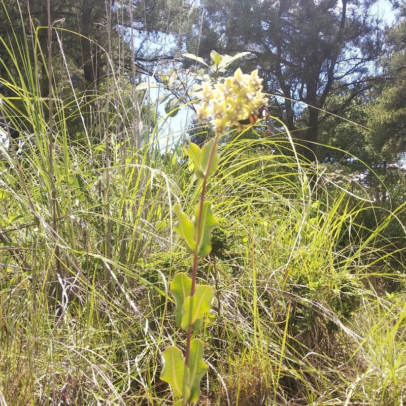 Asclepias elata photo 5