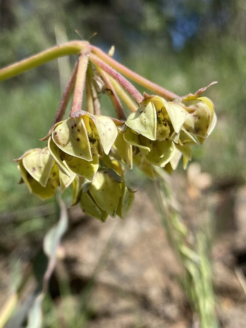 Asclepias elata photo 6