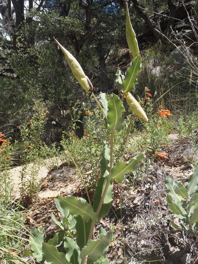 Asclepias elata photo 7