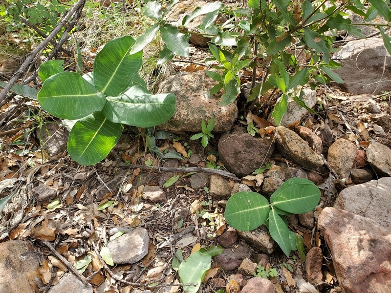 Asclepias elata photo 8
