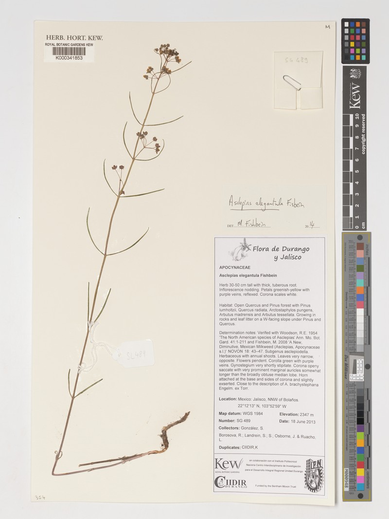 Asclepias elegantula photo 3