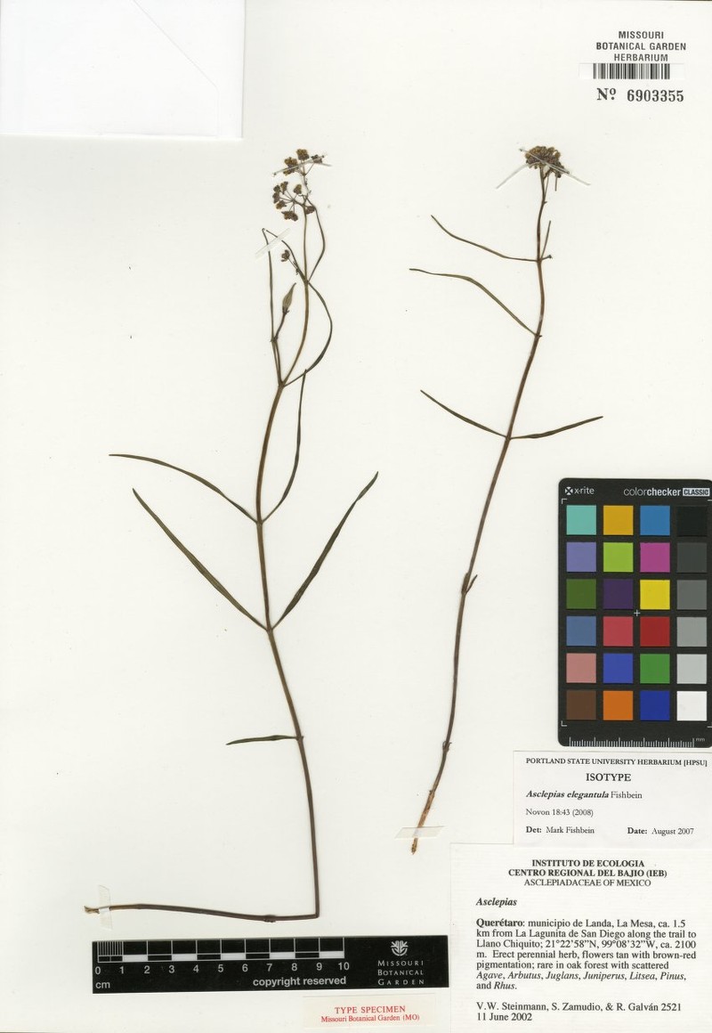 Asclepias elegantula photo 4