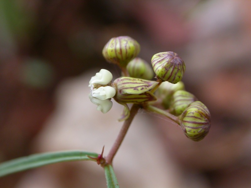 Asclepias elegantula photo 2