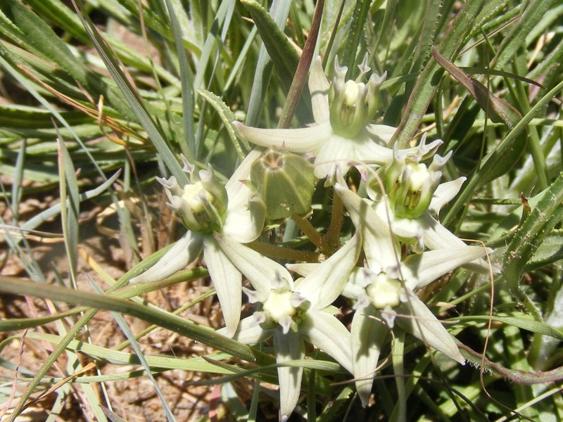 Asclepias eminens photo 2