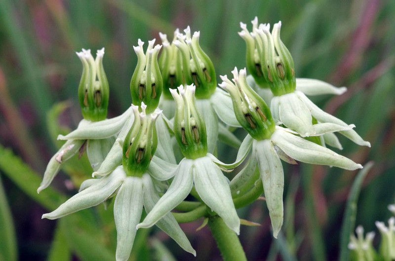 Asclepias eminens photo 3
