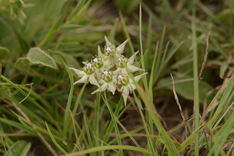 Asclepias eminens photo 4