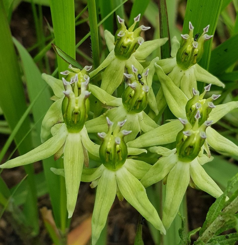 Asclepias eminens photo 5