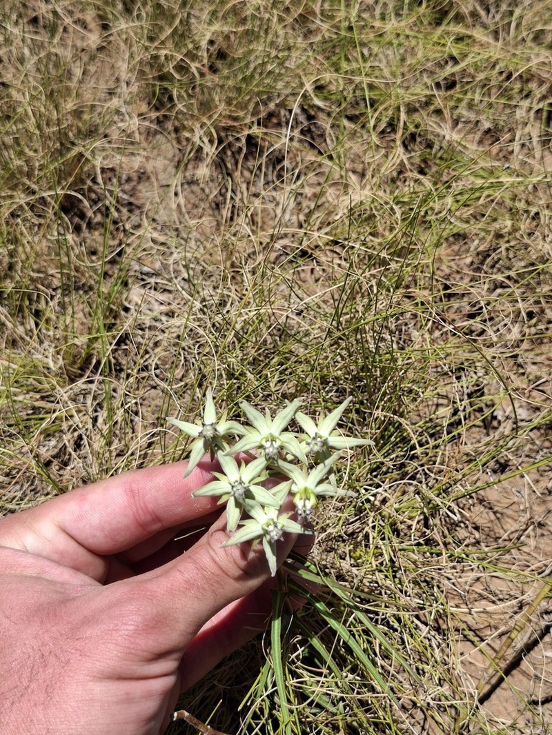 Asclepias eminens photo 6