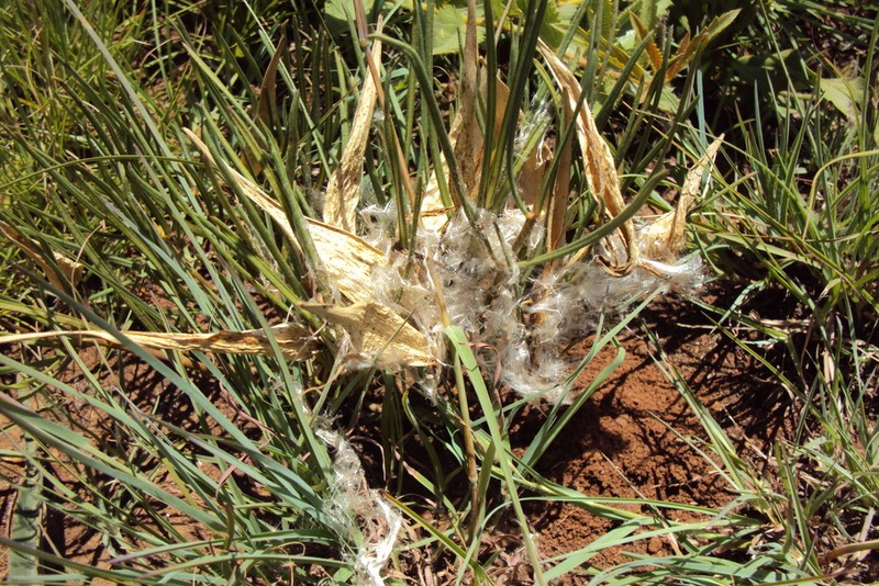 Asclepias eminens photo 7