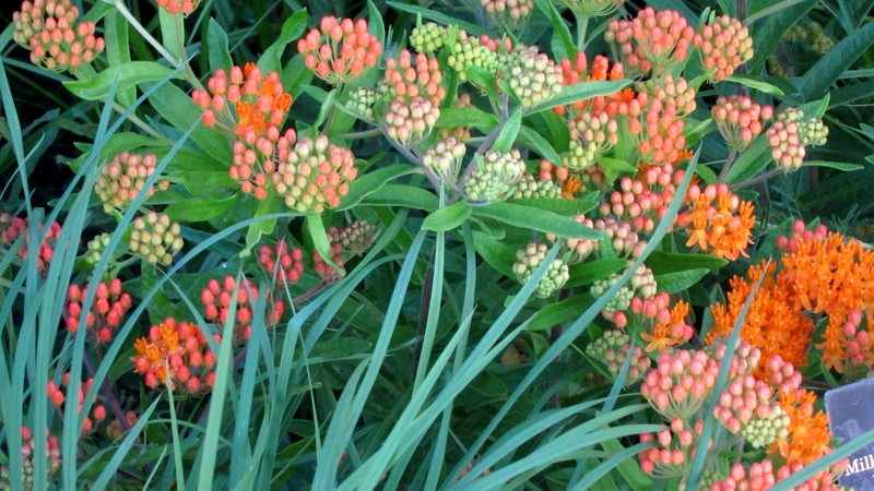Emory's Milkweed