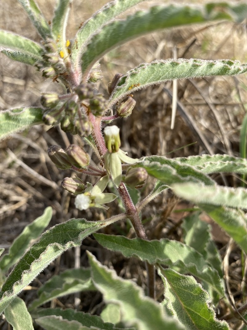 Emory's Milkweed