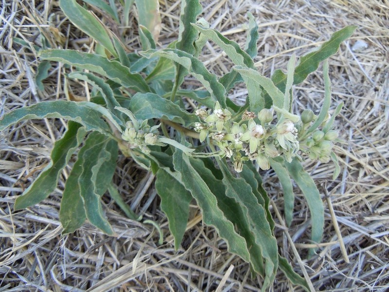 Emory's Milkweed photo 2