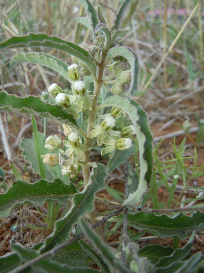 Emory's Milkweed photo 3