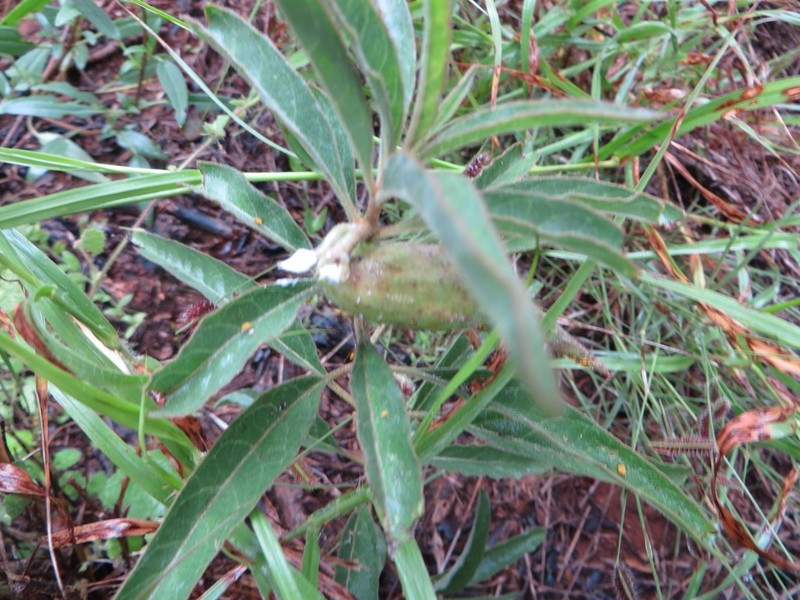 Emory's Milkweed photo 4