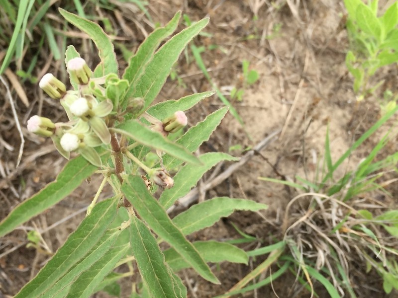 Emory's Milkweed photo 5