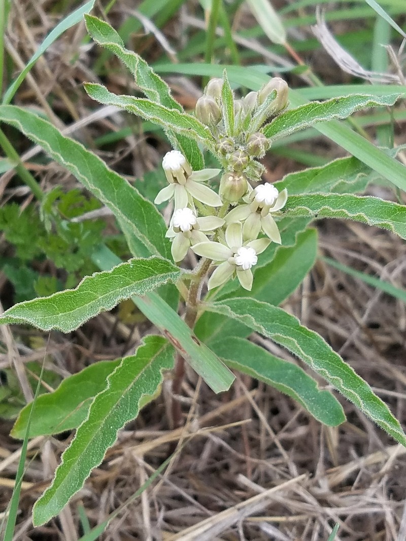 Emory's Milkweed photo 6