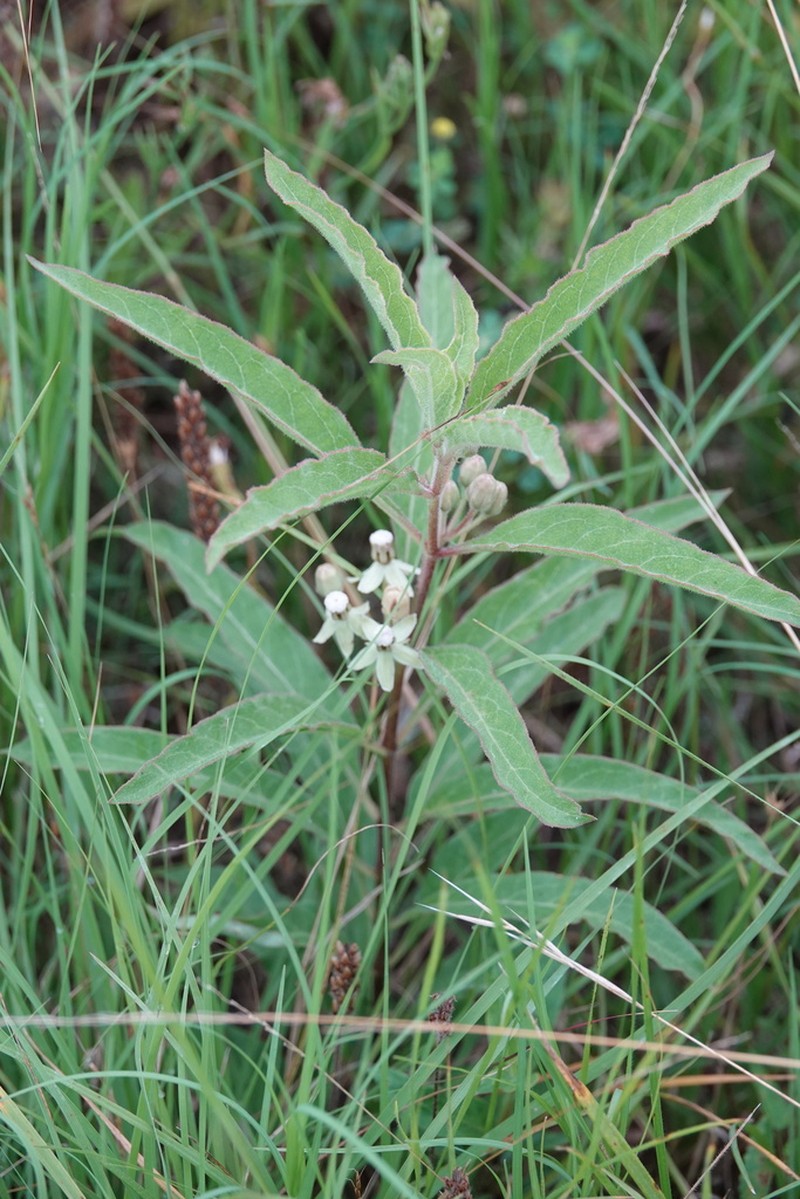 Emory's Milkweed photo 7