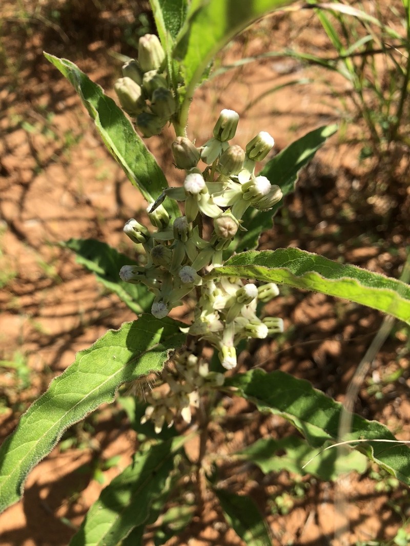 Emory's Milkweed photo 8
